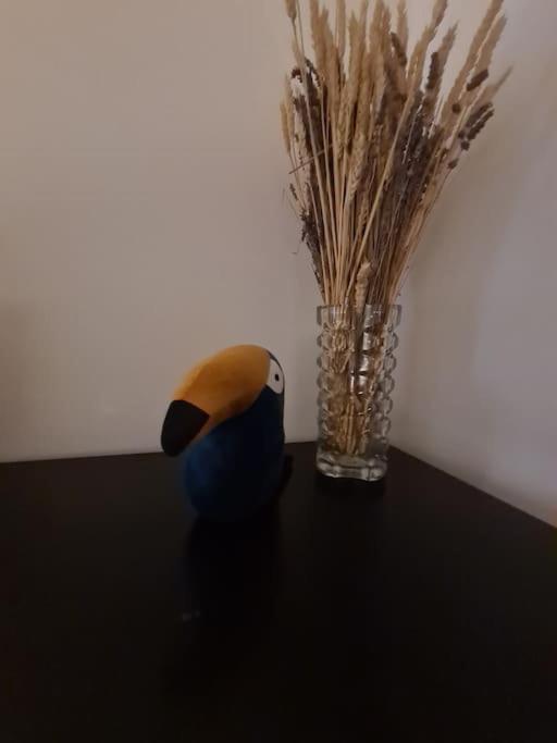 阿雅克肖Cocooning Au Coeur De La Cite Imperiale公寓 外观 照片